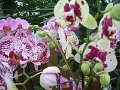 x_Szlovenia-orchideafarm (23)